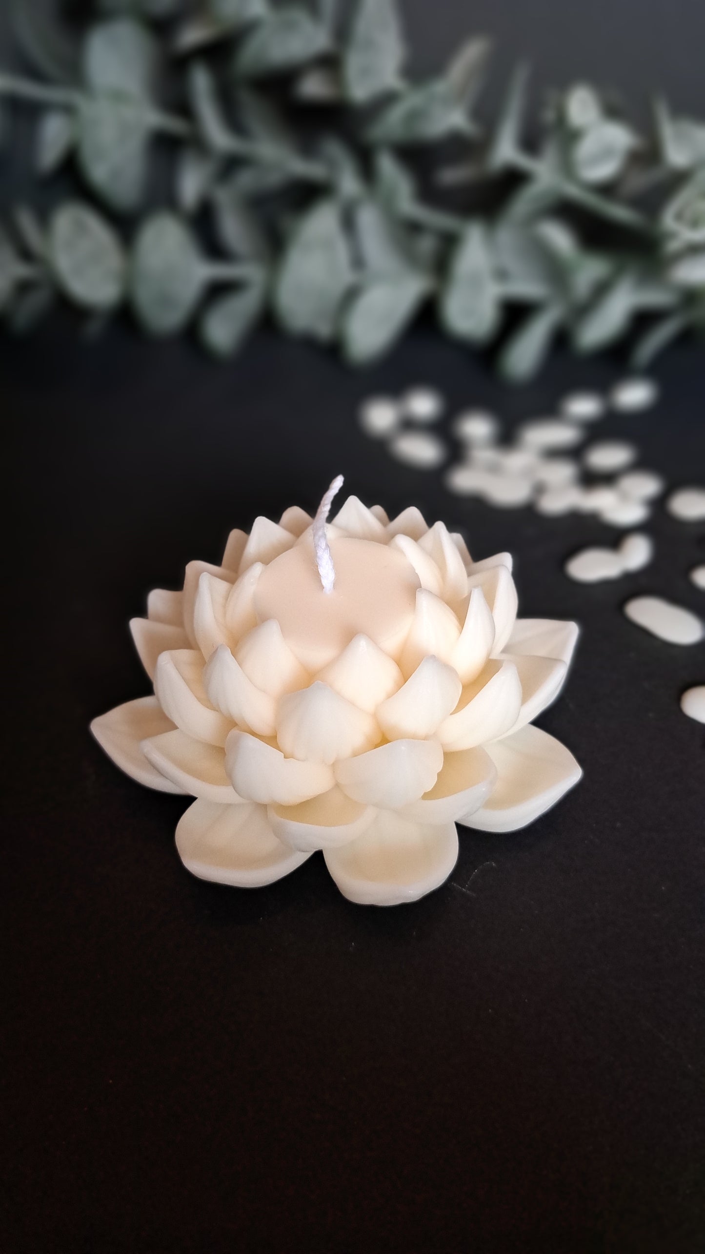 Lotus Kerze geöffnet