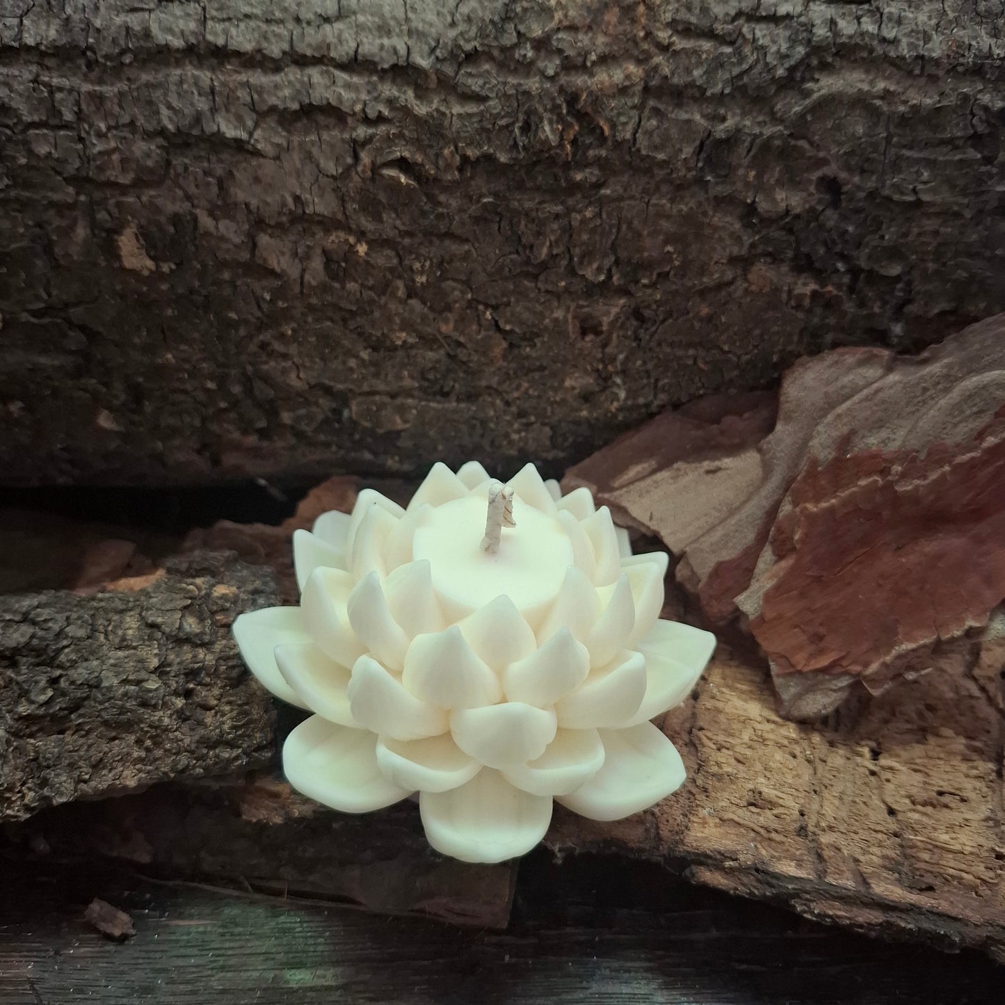 Lotus Kerze geöffnet