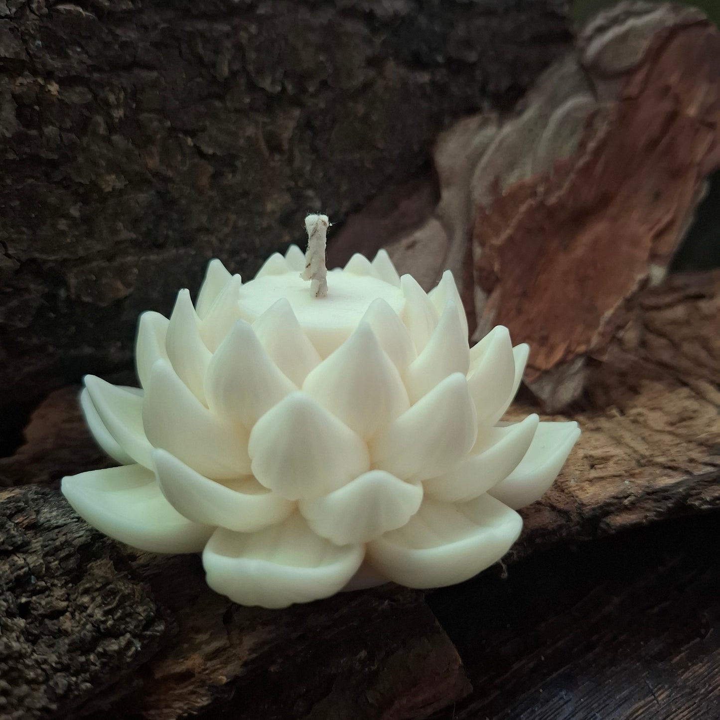 Lotus Kerze geöffnet