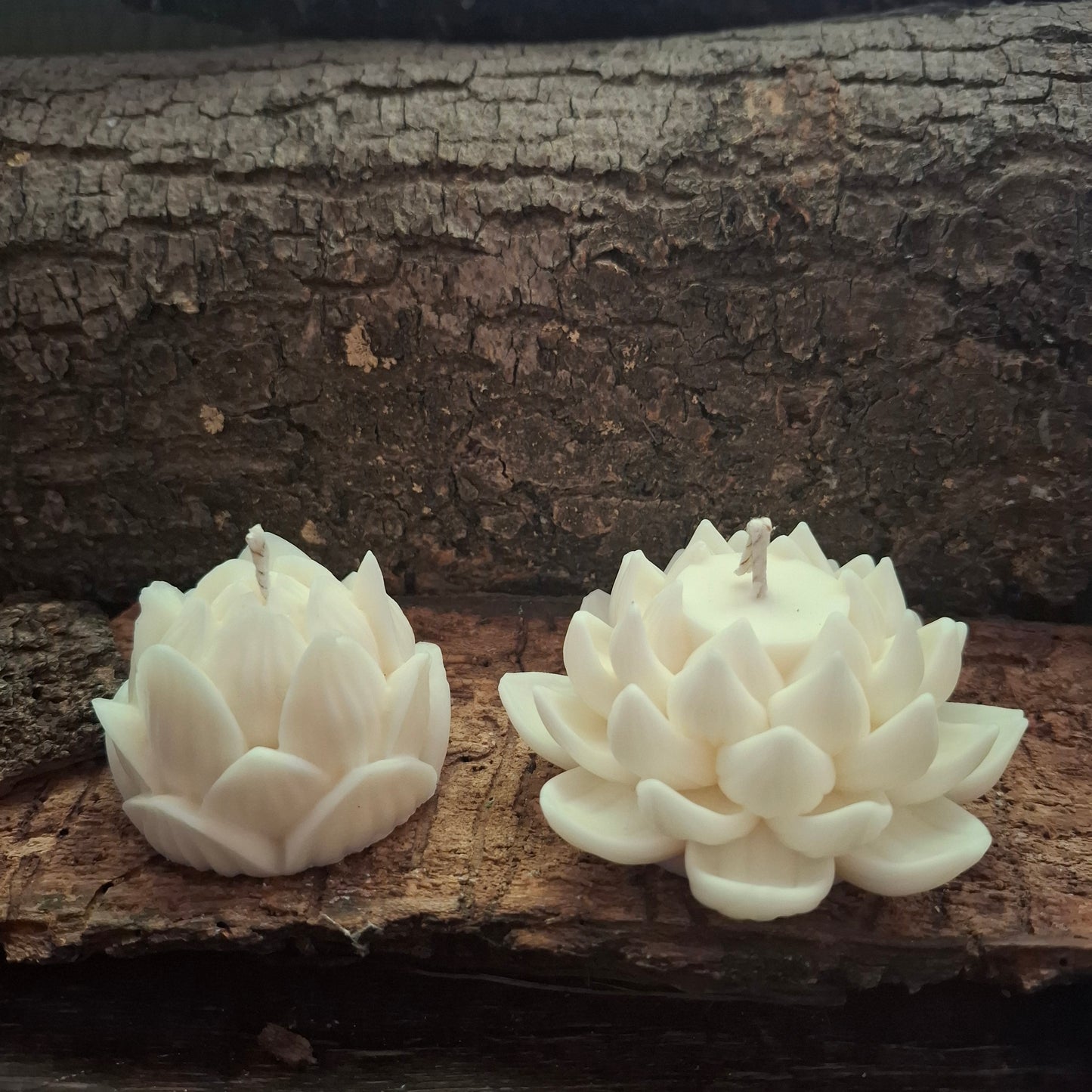 Lotus Kerze geöffnet